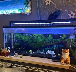 癒
